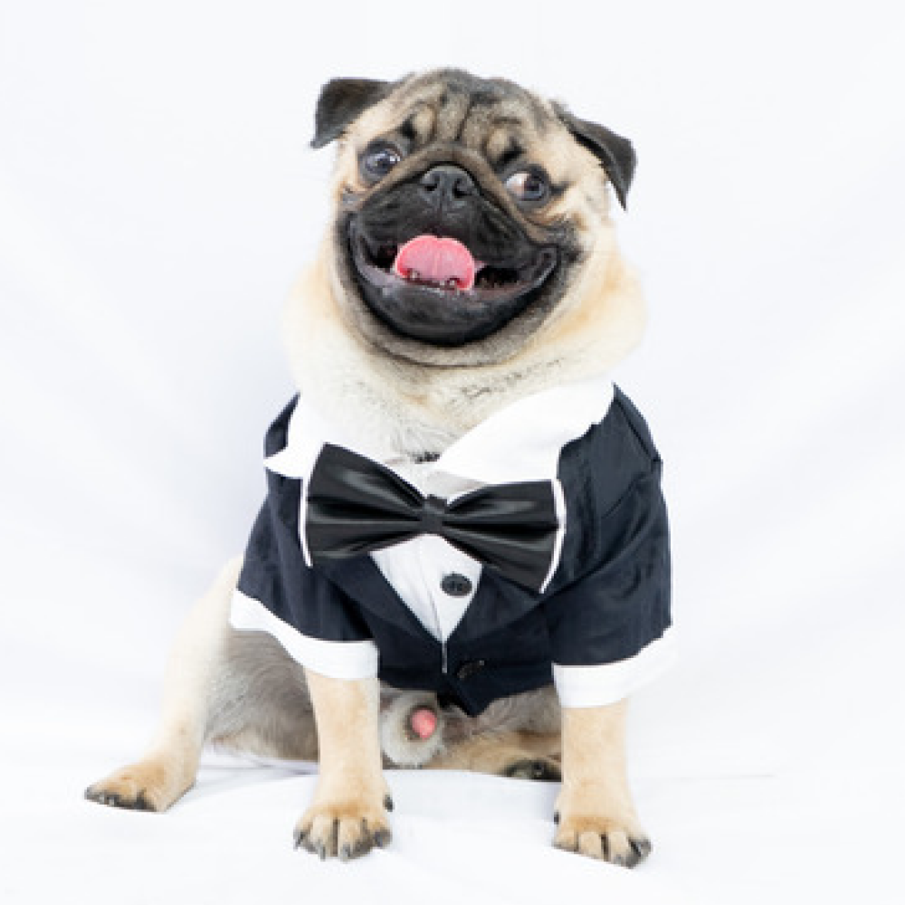 Pawgypets Tuxedo for Pets (Black)