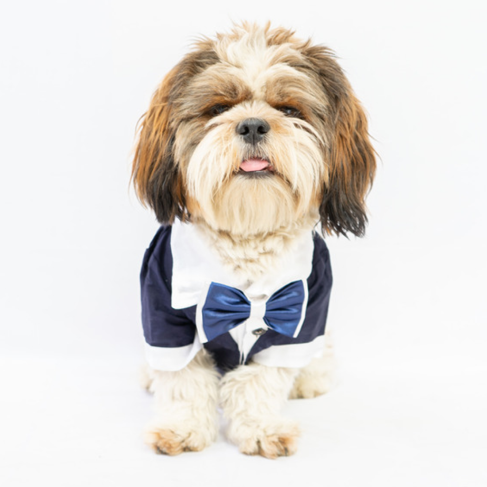 Pawgypets Tuxedo for Pets (Blue)
