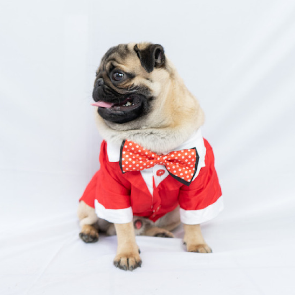 Pawgypets Tuxedo for Pets (Red)