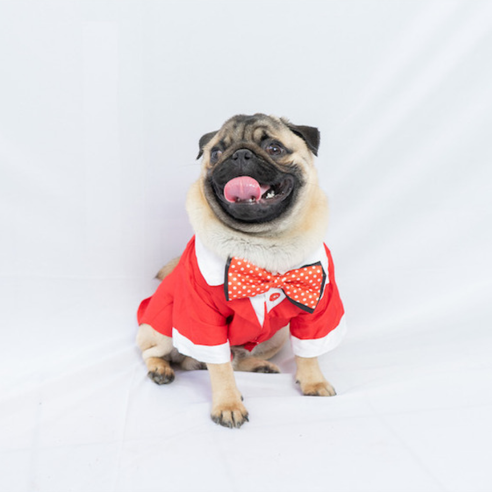 Pawgypets Tuxedo for Pets (Red)