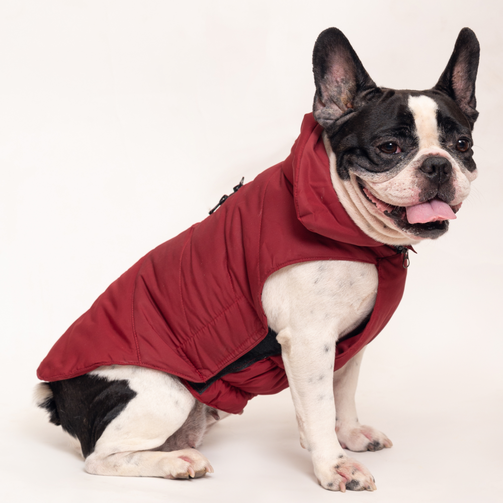 Petsnugs Jacket for Pets (Maroon)