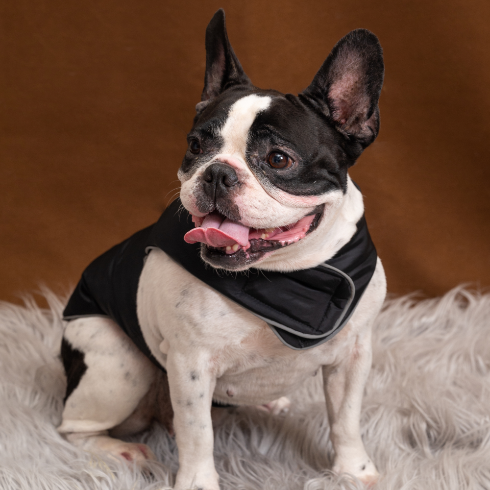 Petsnugs Jacket for Pets (Black)