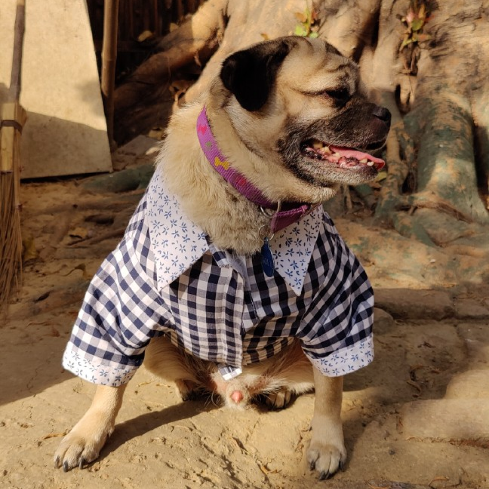 Petsnugs Retro Check Shirt for Pets