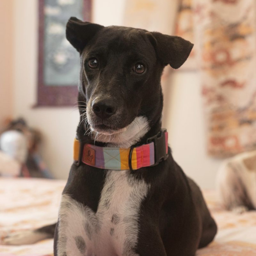 Lana Paws Color Pop Printed Collar for Dogs