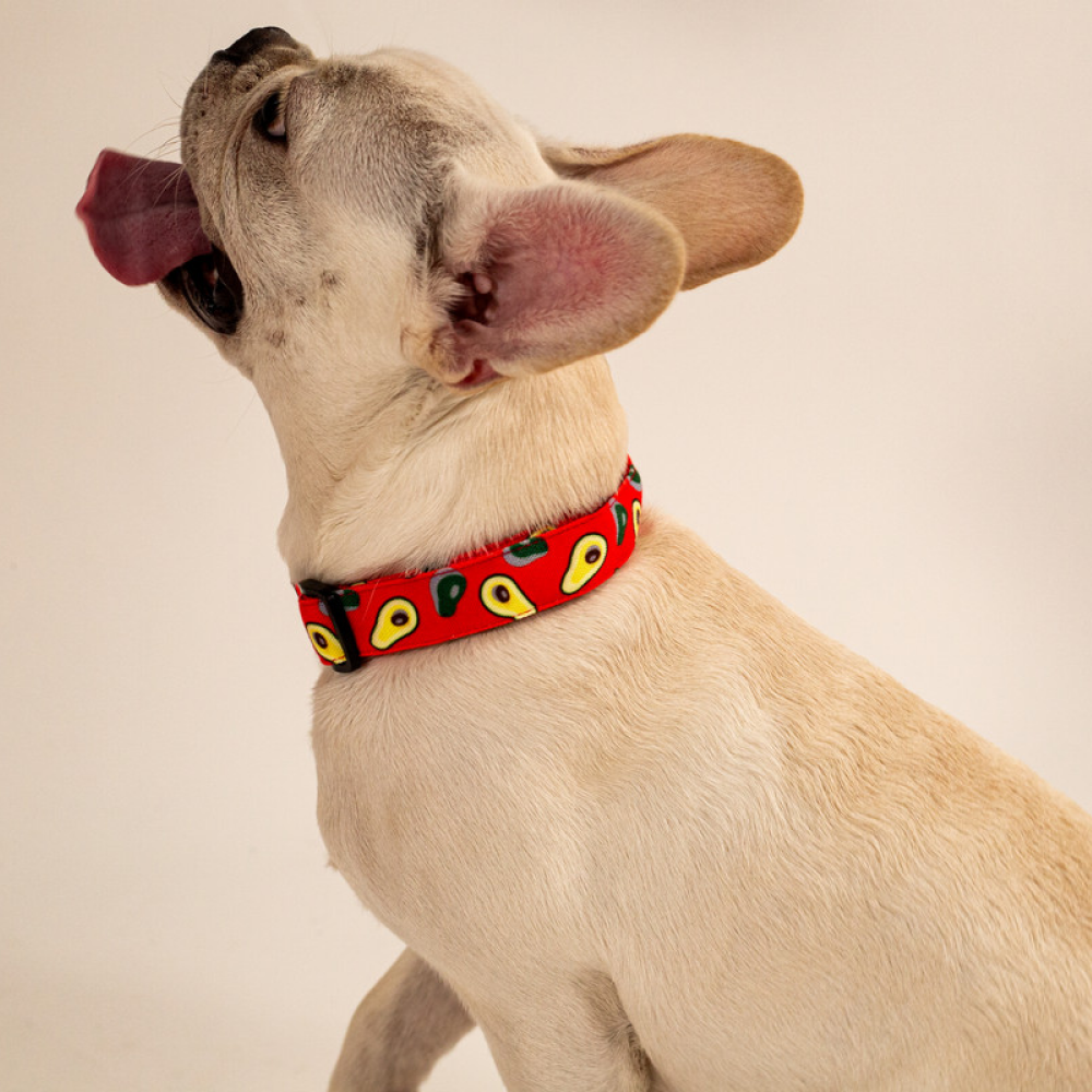 Lana Paws Avocados Printed Collar for Dogs (Red)