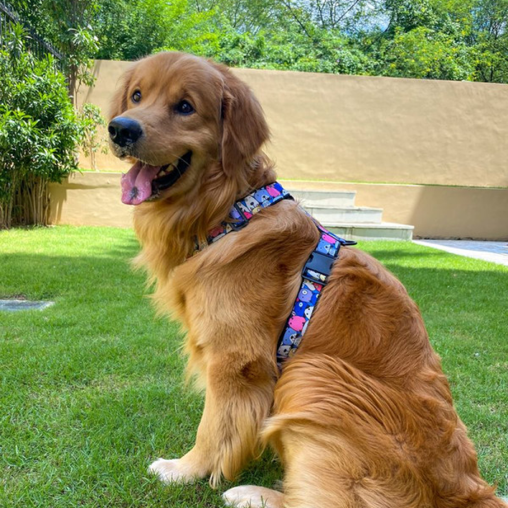 Lana Paws Googly Eyes Blue H Harness for Dogs