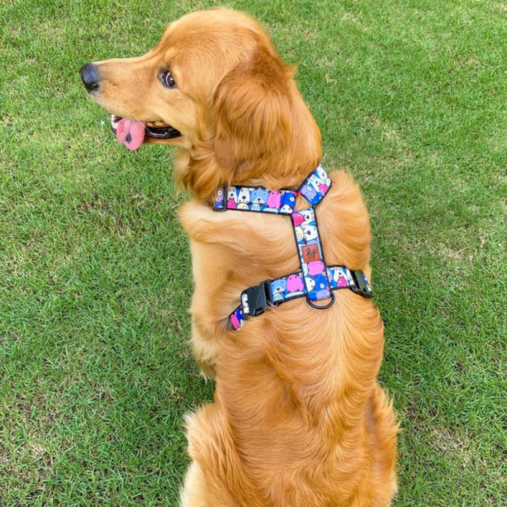 Lana Paws Googly Eyes Blue H Harness for Dogs