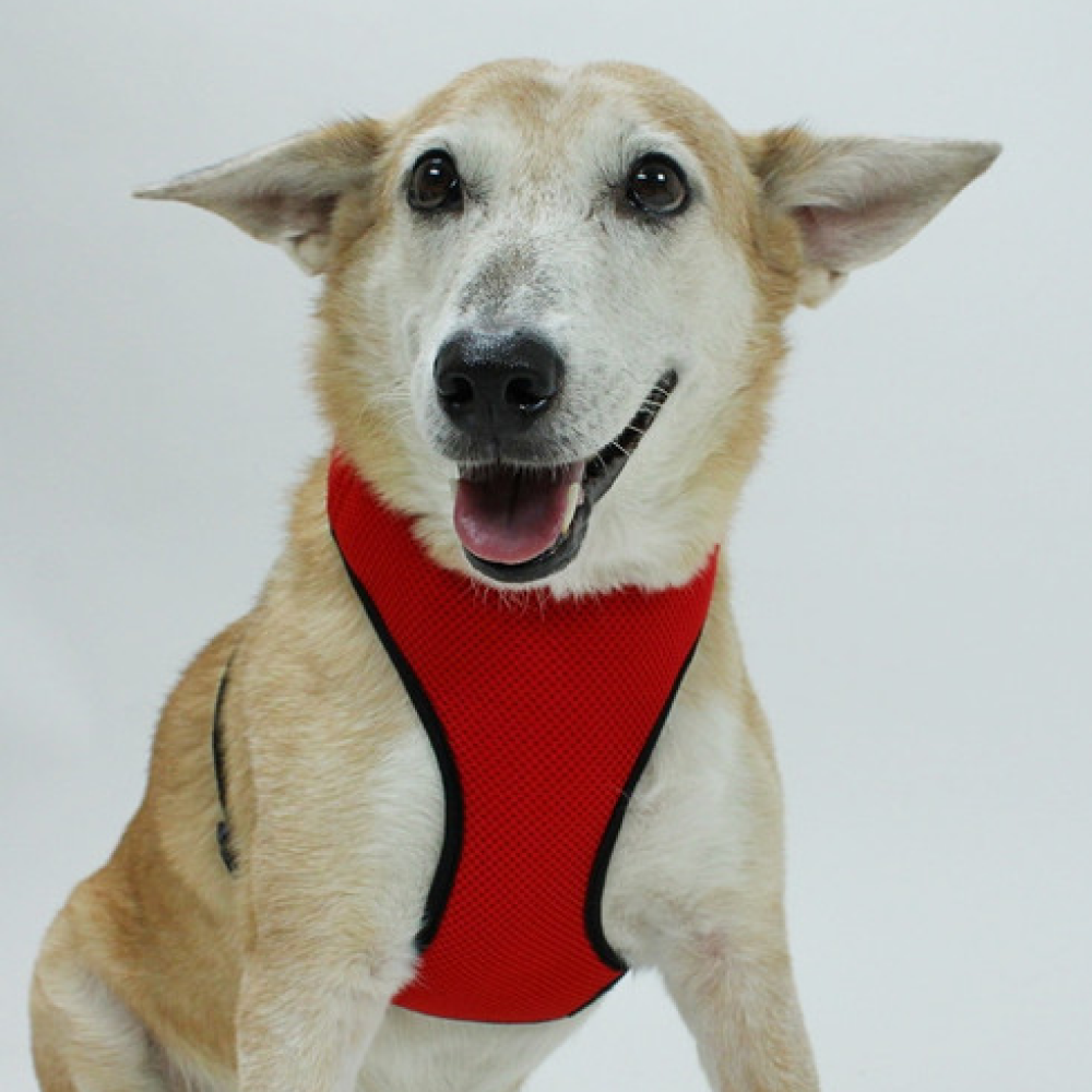 Lana Paws Solid Mesh Vest Harness for Dogs (Red & Black)