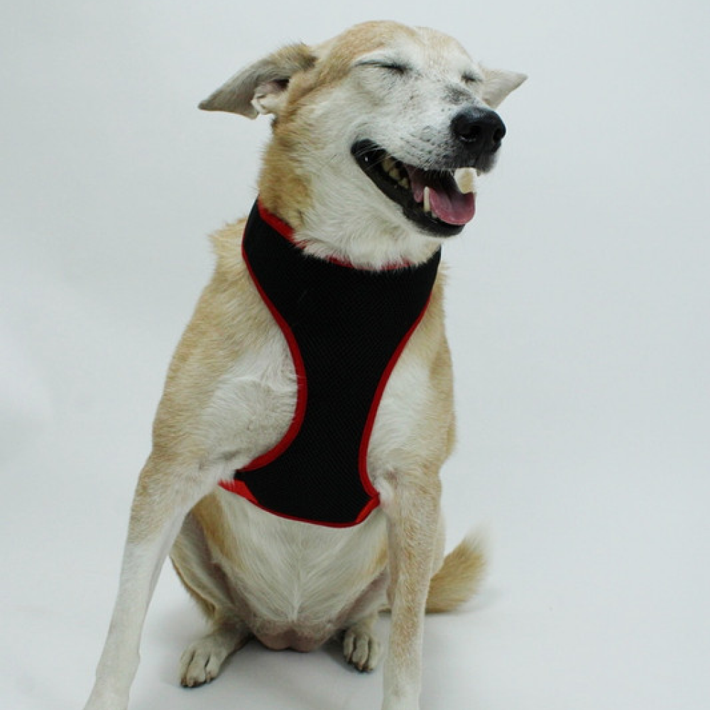 Lana Paws Solid Mesh Vest Harness for Dogs (Black & Red)