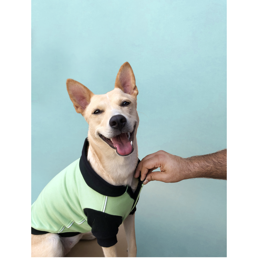 Pets Way Snowflake Sweatshirt for Dogs (Sage)