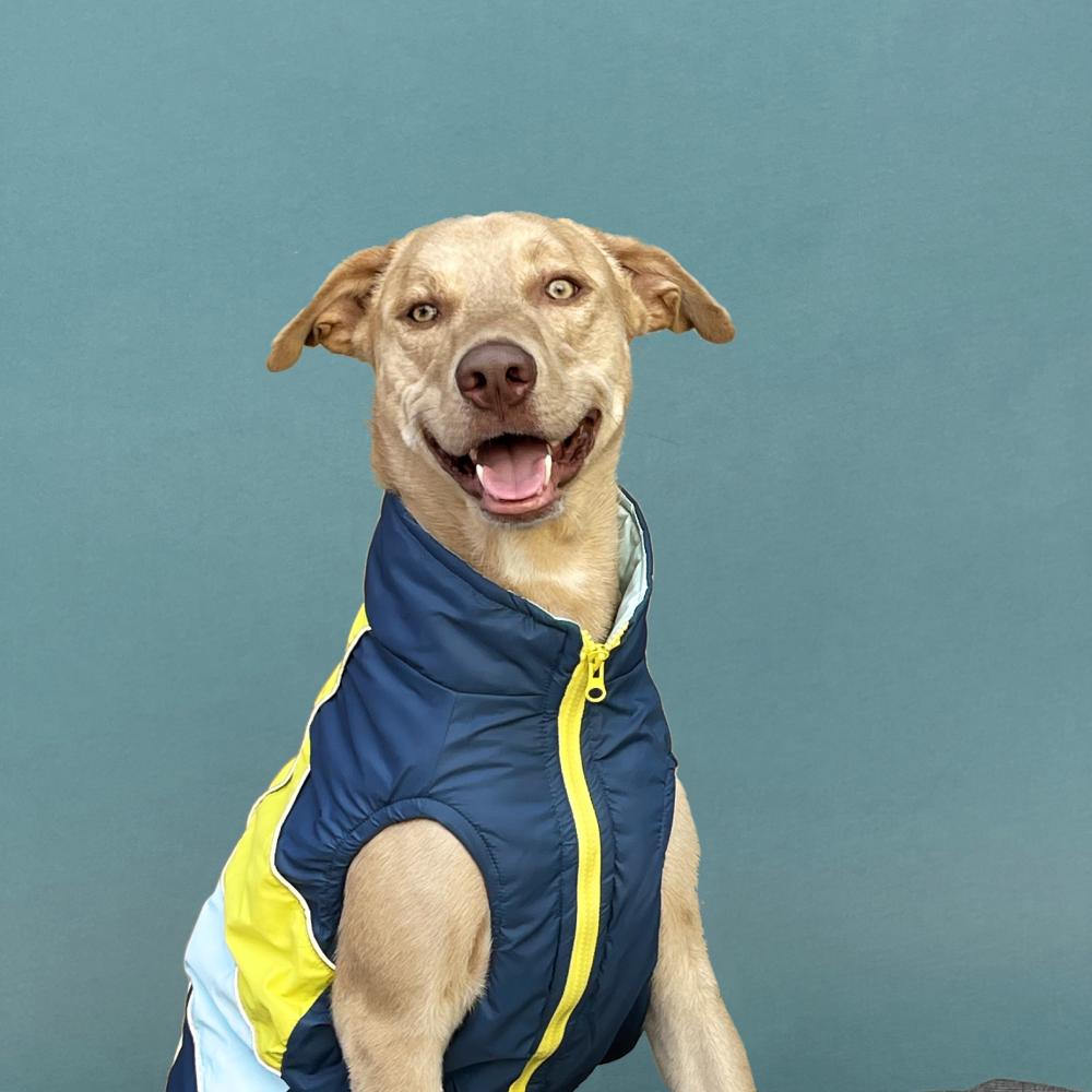 Pets Way Snug Puffer Winterberry Jacket for Dogs (Airforce)