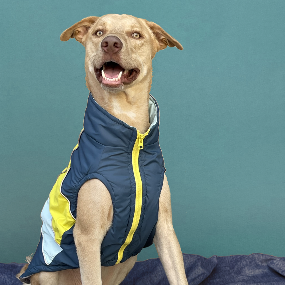 Pets Way Snug Puffer Winterberry Jacket for Dogs (Airforce)