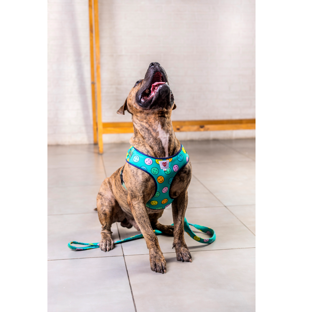 Pet And Parents (Namaste Pets) Happy Smiley Padded Harness + Leash for Dogs