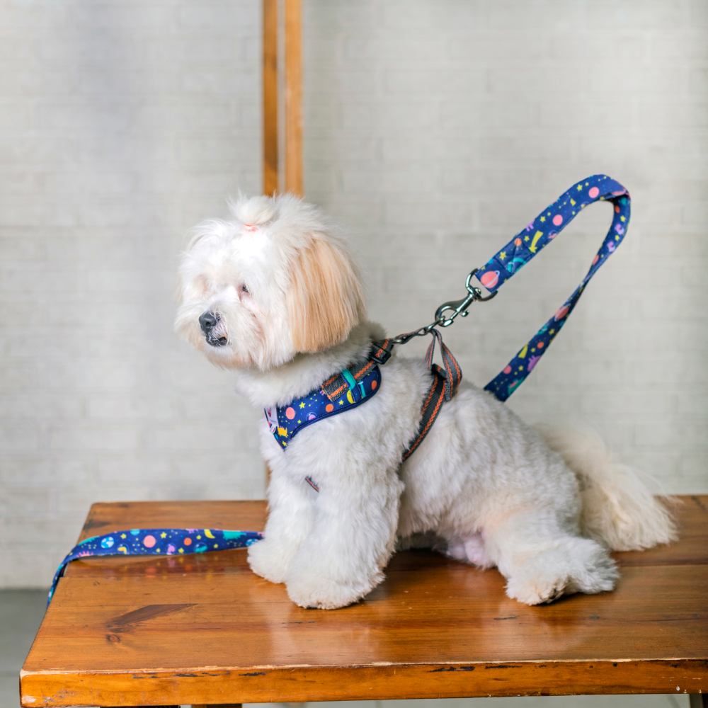 Pet And Parents (Namaste Pets) Dino Star Padded Harness + Leash for Dogs
