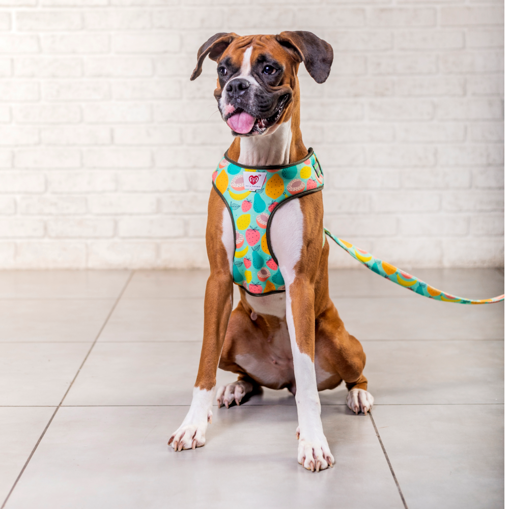 Pet And Parents (Namaste Pets) Peaches and Pear Padded Harness + Leash for Dogs