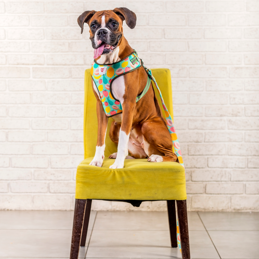 Pet And Parents (Namaste Pets) Peaches and Pear Padded Harness + Leash for Dogs