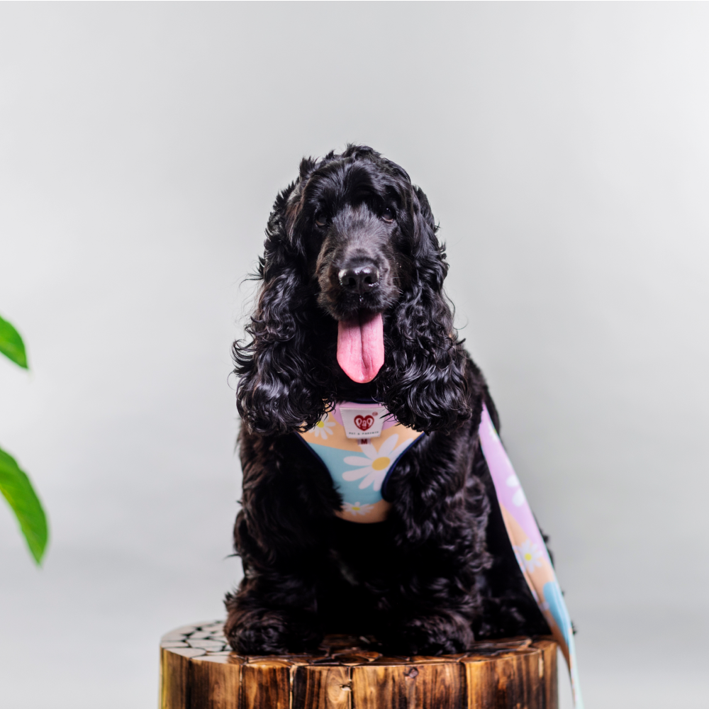 Pet And Parents (Namaste Pets) Darling Daisy Padded Harness + Leash for Dogs