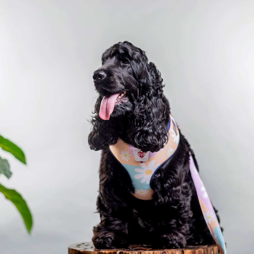 Pet And Parents (Namaste Pets) Darling Daisy Padded Harness + Leash for Dogs