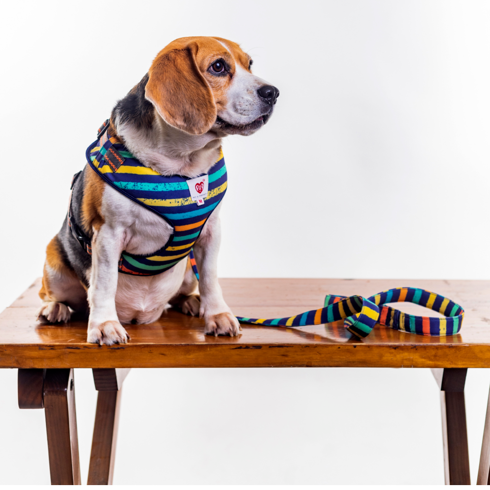 Pet And Parents (Namaste Pets) Multi Stripes Padded Harness + Leash for Dogs