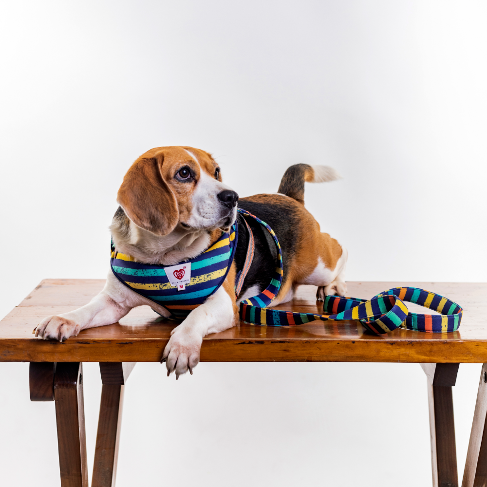 Pet And Parents (Namaste Pets) Multi Stripes Padded Harness + Leash for Dogs
