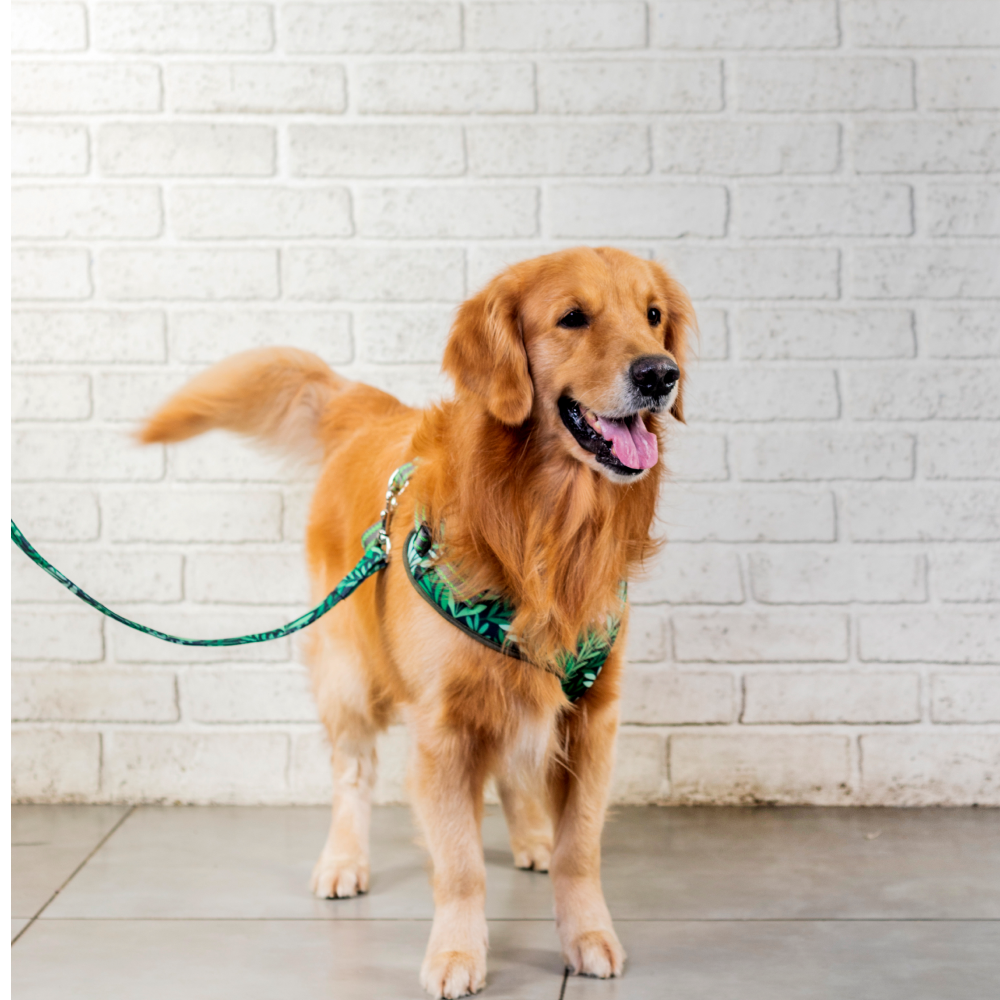 Pet And Parents (Namaste Pets) Green Leaf Padded Harness + Leash for Dogs