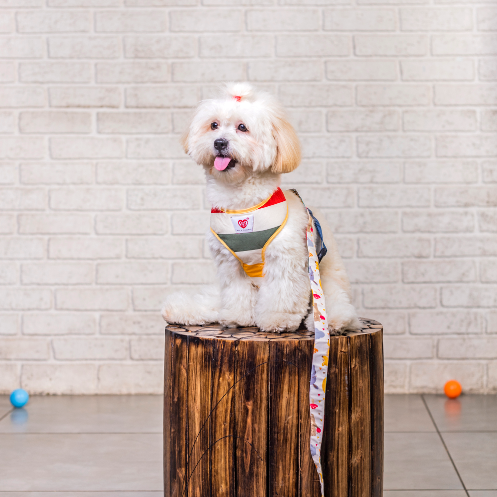 Pet And Parents (Namaste Pets) Sunny Park Reversible Harness for Dogs