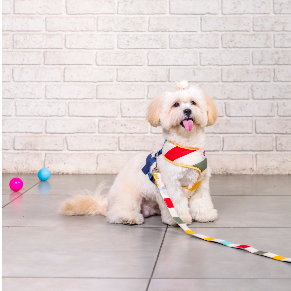 Pet And Parents (Namaste Pets) Sunny Park Reversible Harness for Dogs
