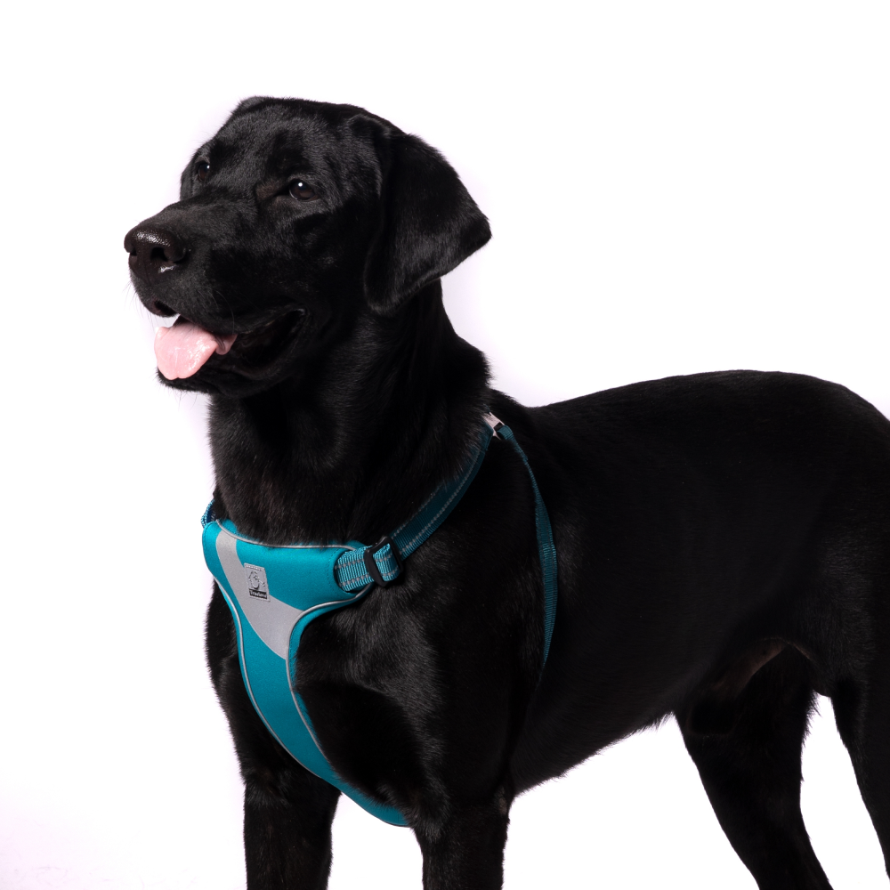 Truelove Step-in Harness with 3M for Dogs (Blue)