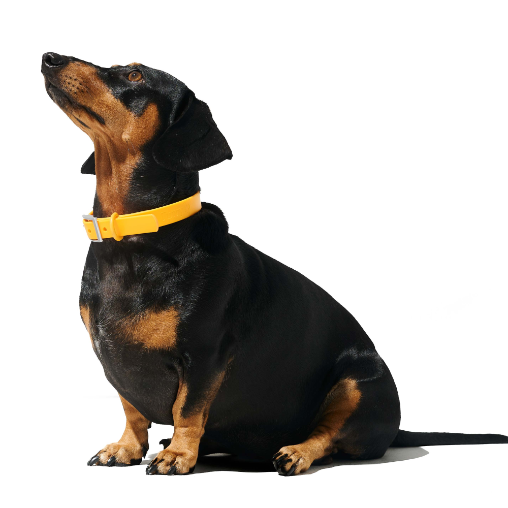Furry & Co Mango Bold Collar for Dogs
