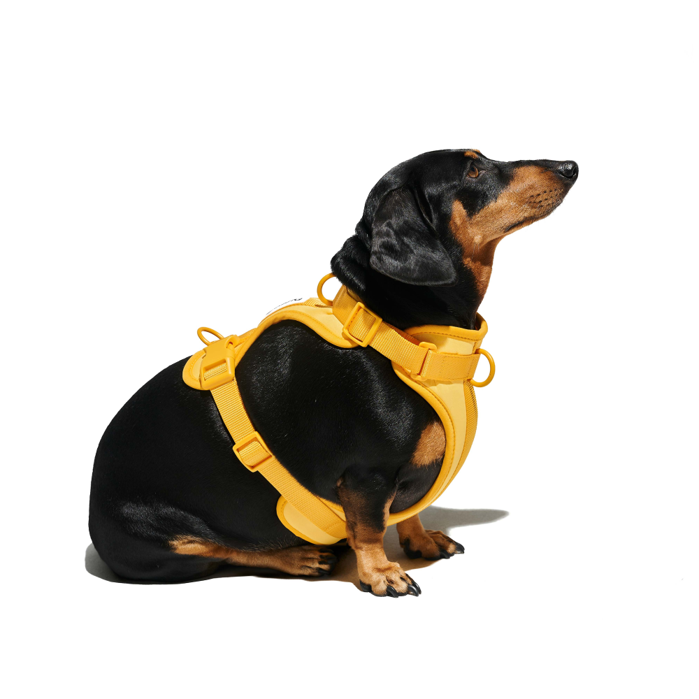 Furry & Co Mango Bold Collar for Dogs