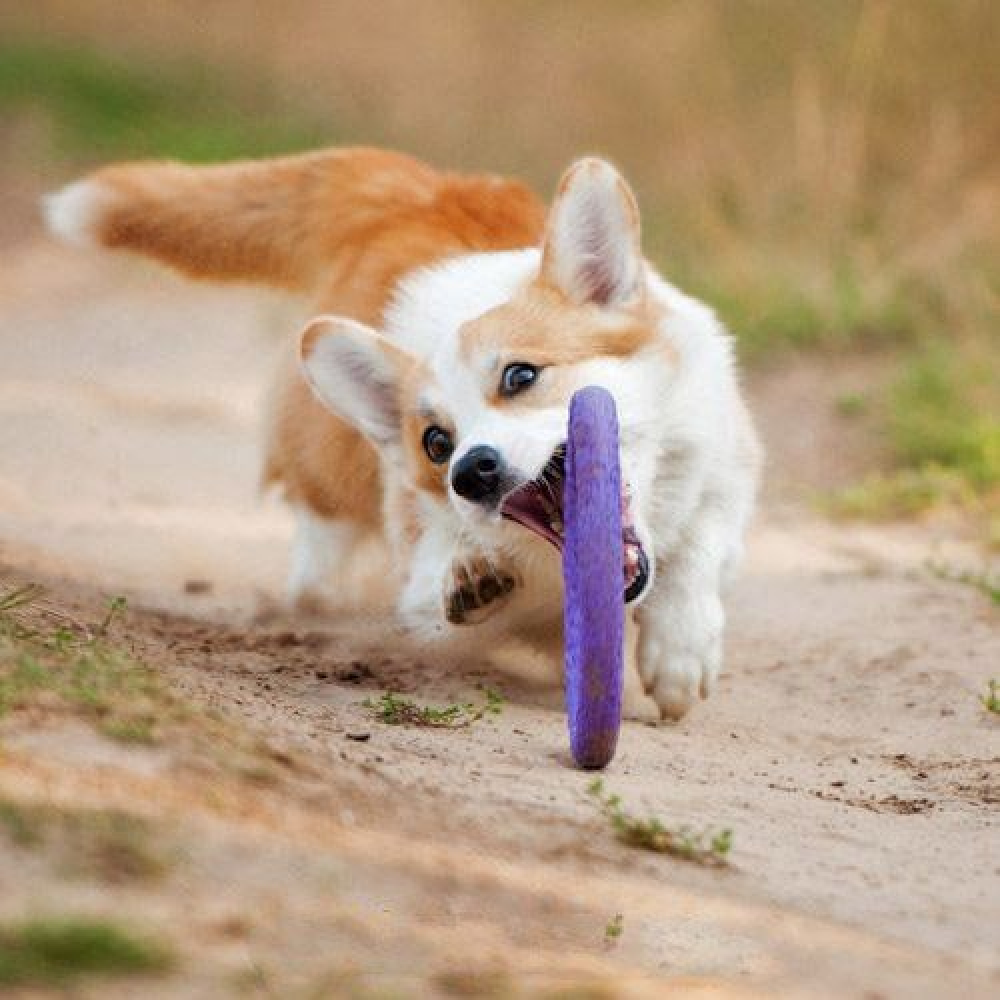 Glenand Training Device Puller Toy for Dogs (Mini Breed)