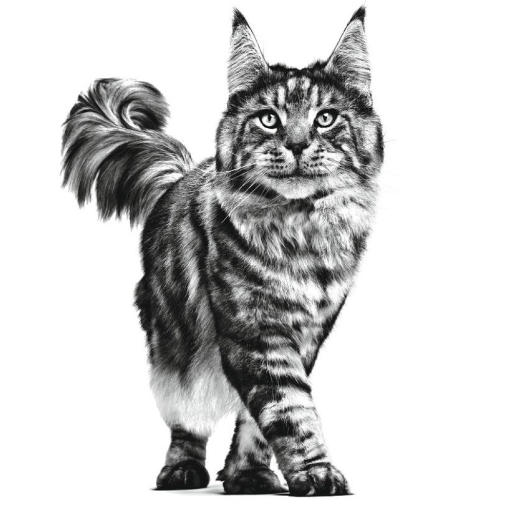 Royal Canin Anallergic Veterinary Diet Cat Dry Food