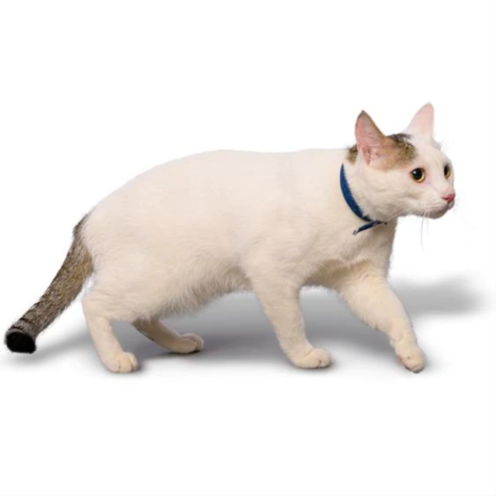 PetWale Collar for Cats (Blue Denim)