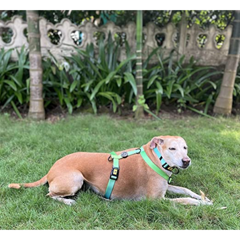 A Plus A Pets Skin Friendly Gradient Design Collar for Pets (Green)