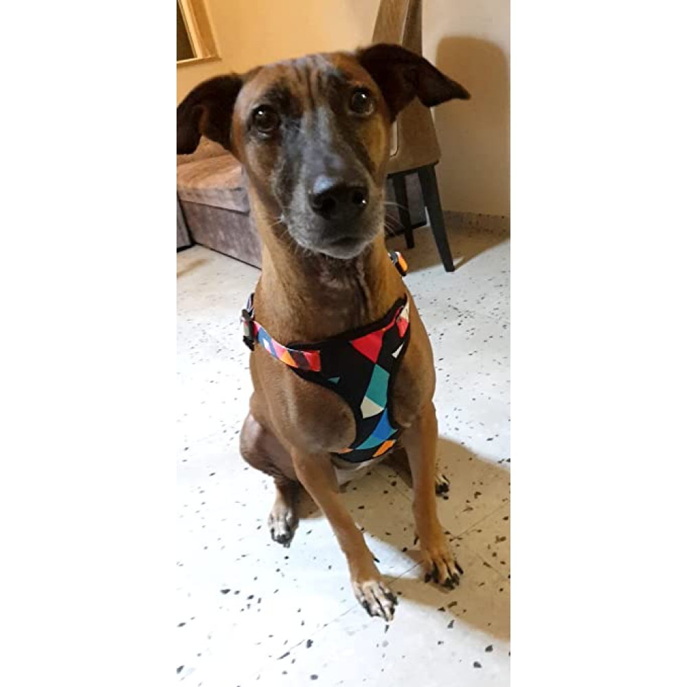 A Plus A Pets Rainbow Vest Style Step in Harness for Dogs