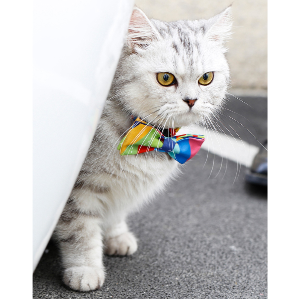 A Plus A Pets 2in1 Soft Skin Friendly Collar with Bow-Tie for Pets