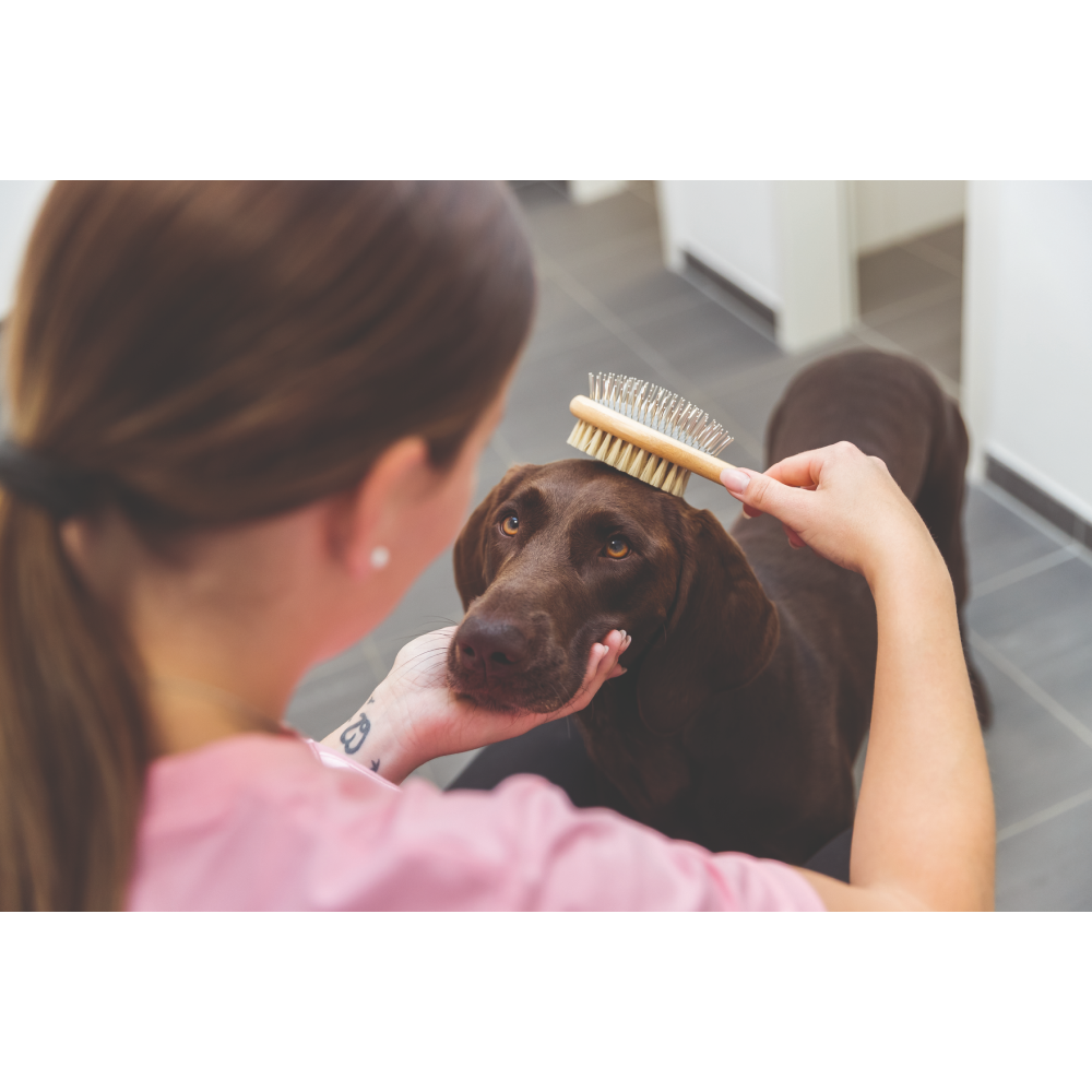 Trixie Double-Sided Bamboo Brush for Dogs