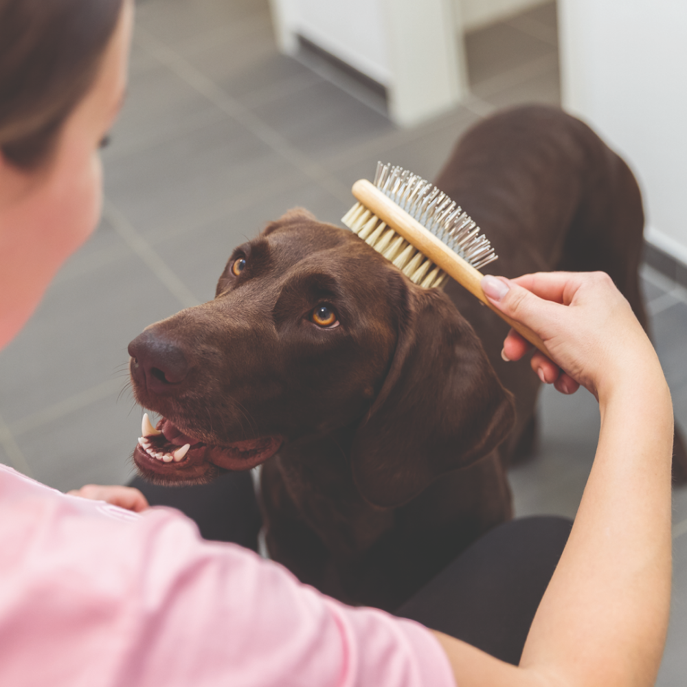 Trixie Double-Sided Bamboo Brush for Dogs