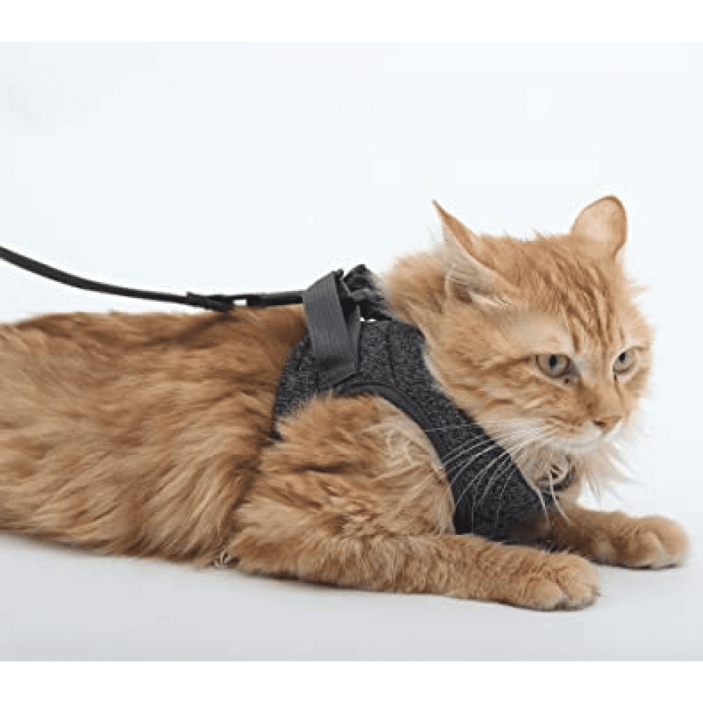 A Plus A Pets Feather Weight Harness & Leash Set for Pets
