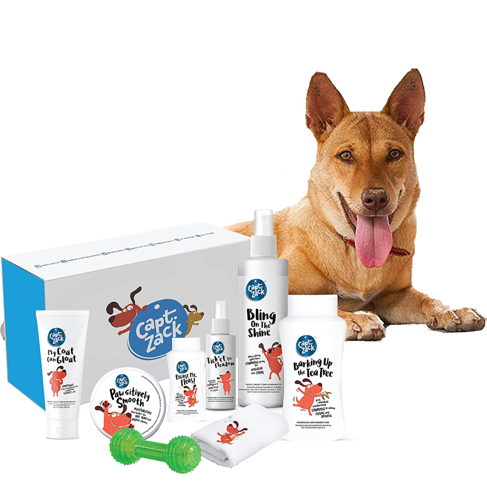 Captain Zack The Indian Pariah Groom Box for Dogs