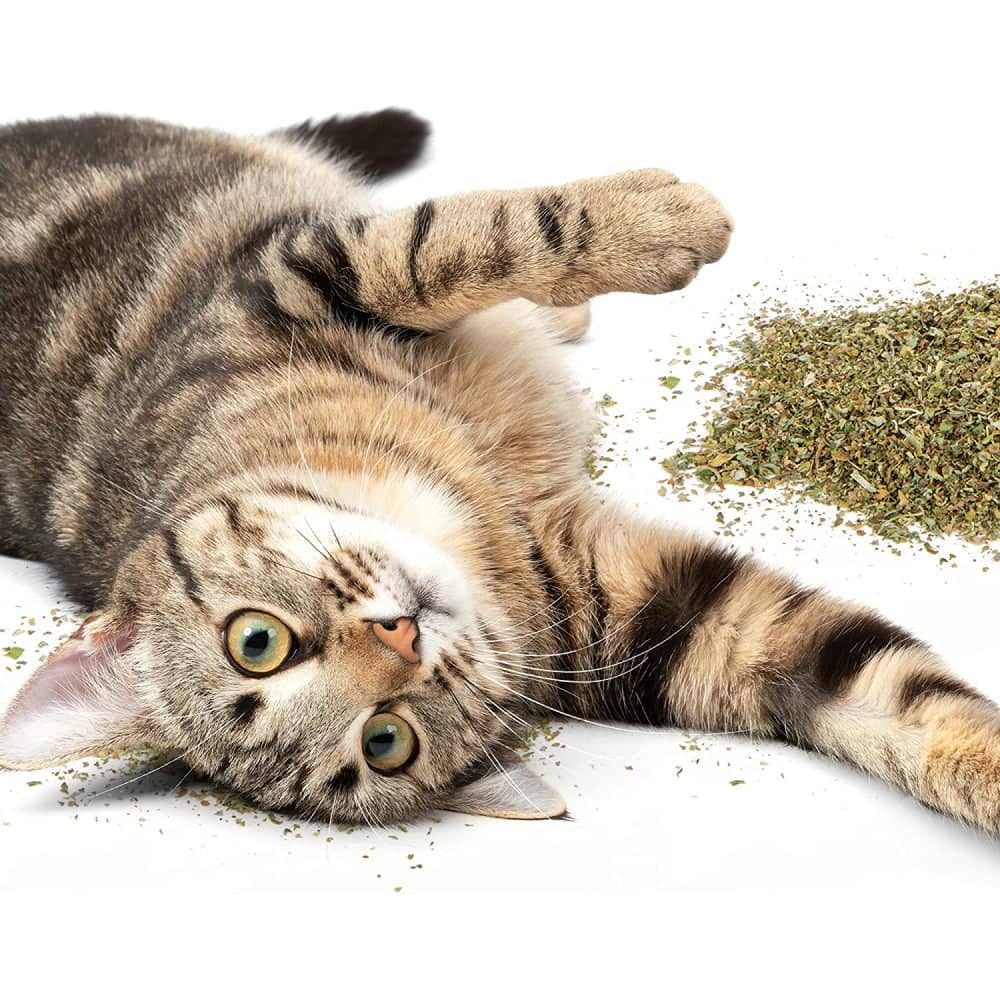 Smarty Kat Organic Catnip for Cats