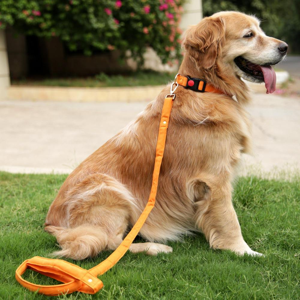 Mutt of Course Leash for Dogs (Gooseberry)