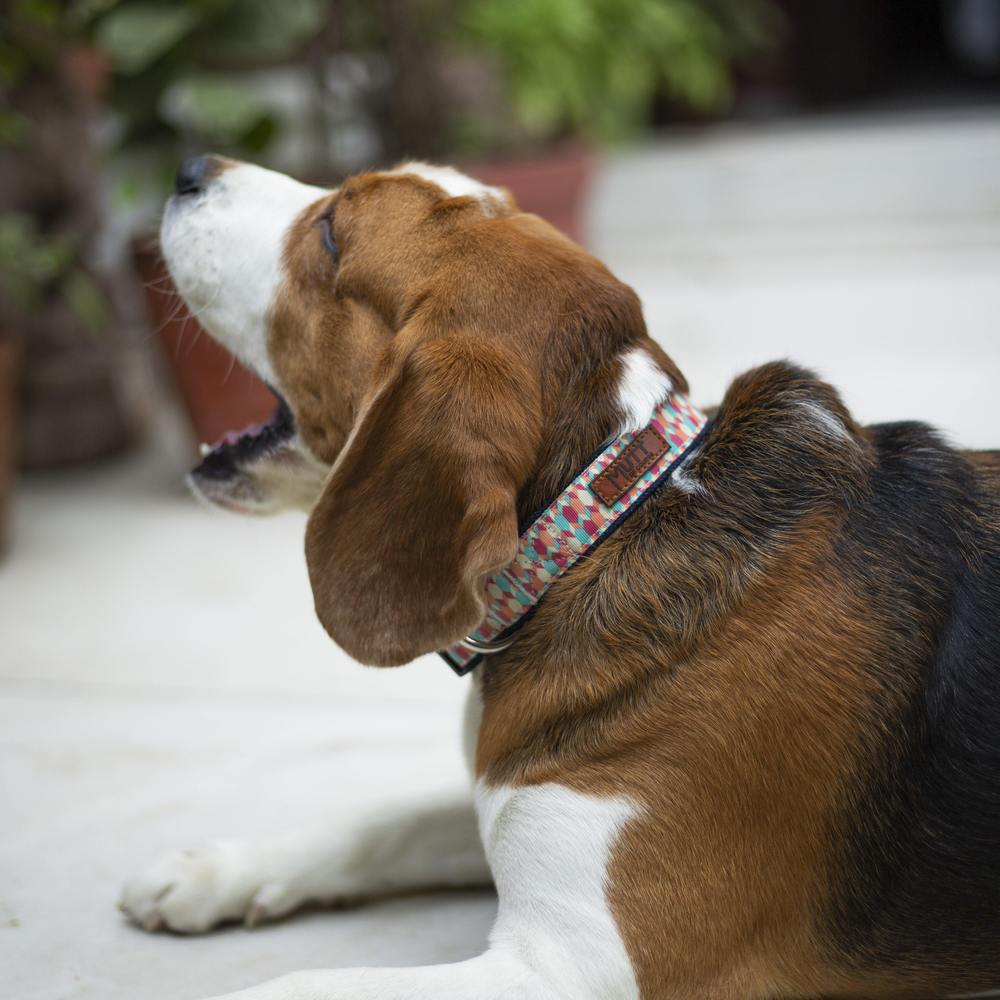Mutt of Course Candy Barr Collar for Dogs