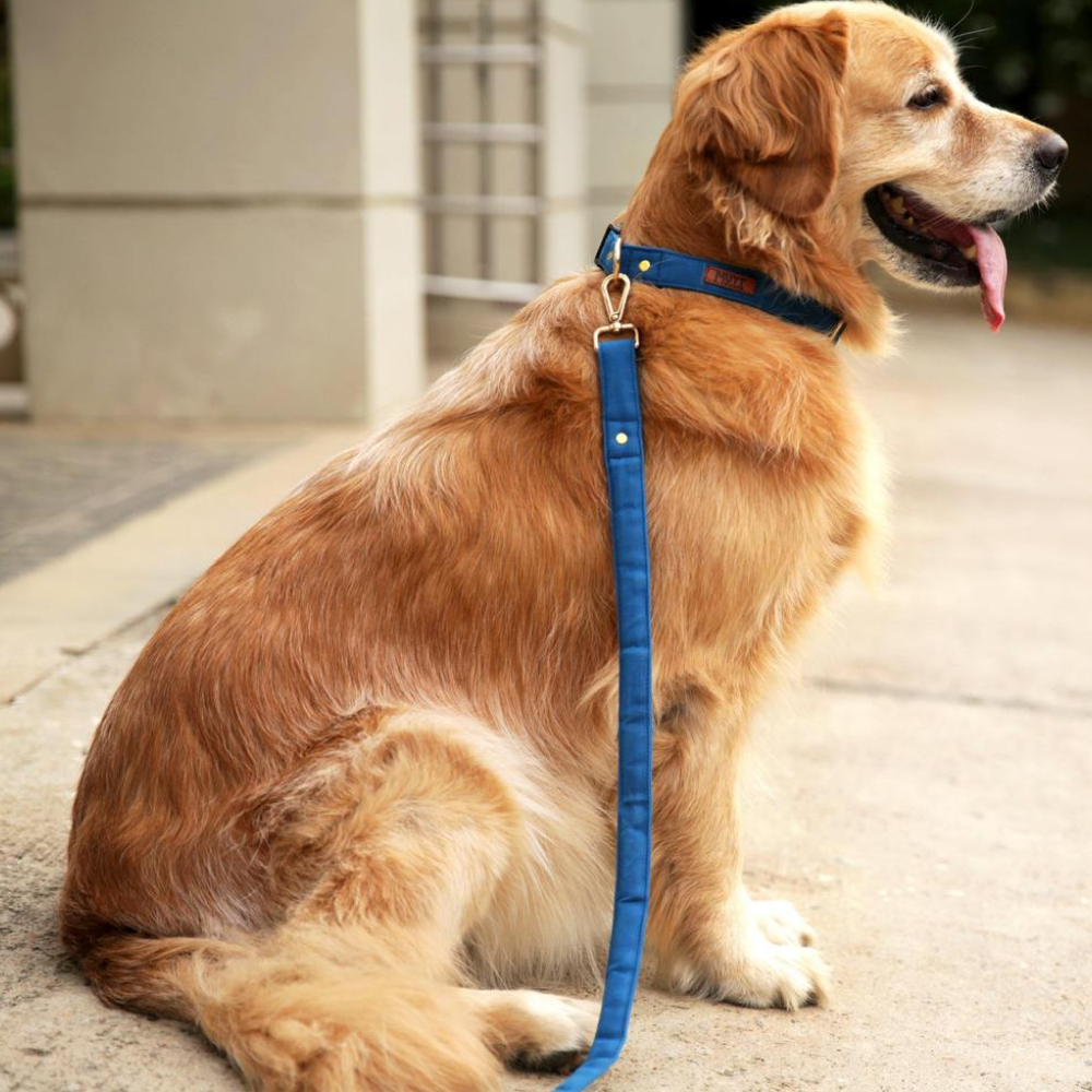 Mutt of Course Leash for Dogs (Blueberry)