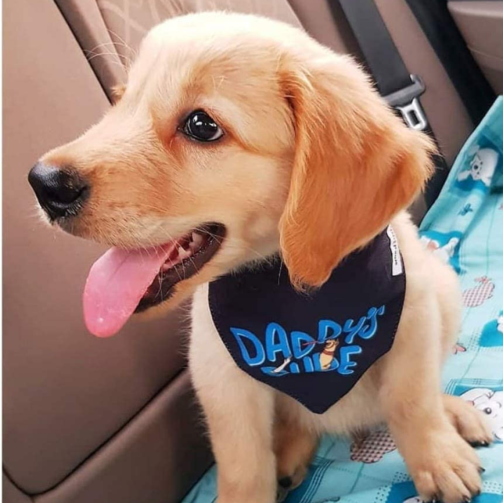 Lana Paws Daddys Dude Adjustable Dog Bandana/Scarf