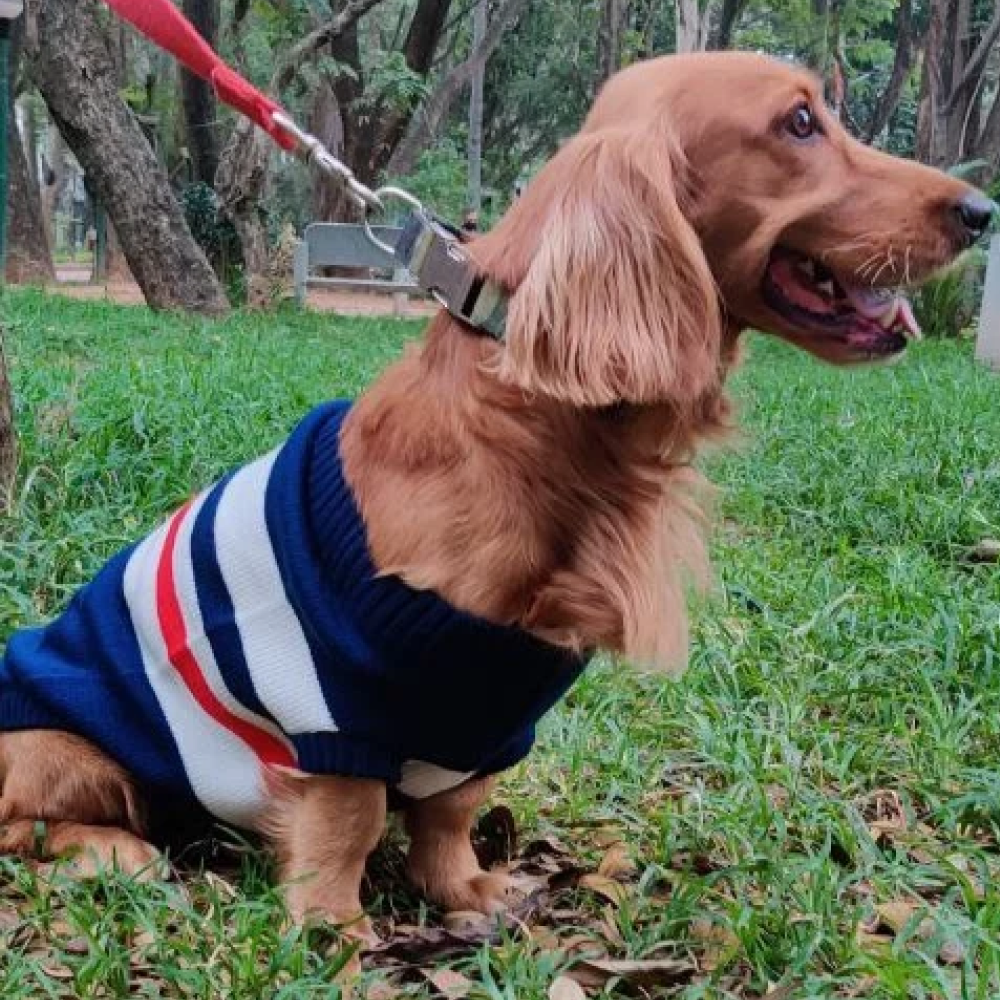 Pet Snugs Stripes Sweaters For Dogs (Blue White & Red)