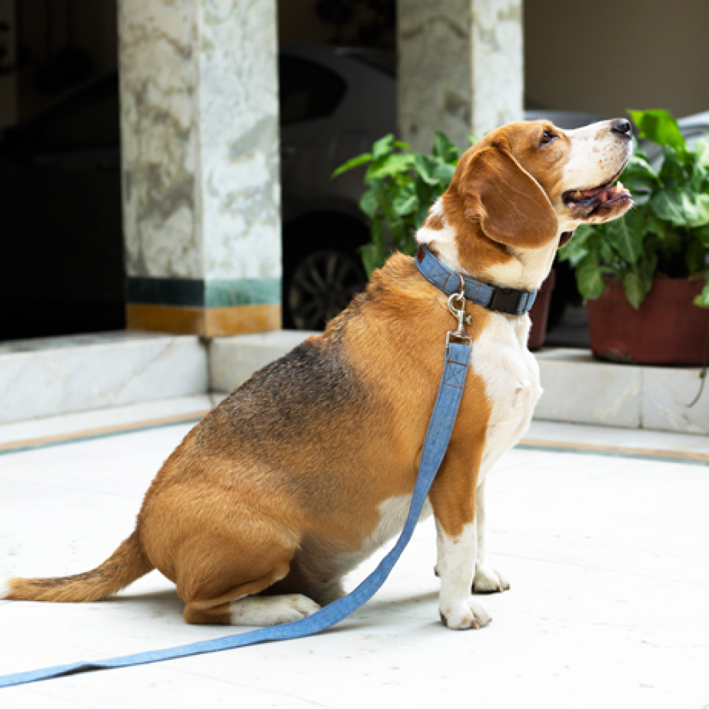 Mutt of Course Denim Collar for Dogs (Light Blue)