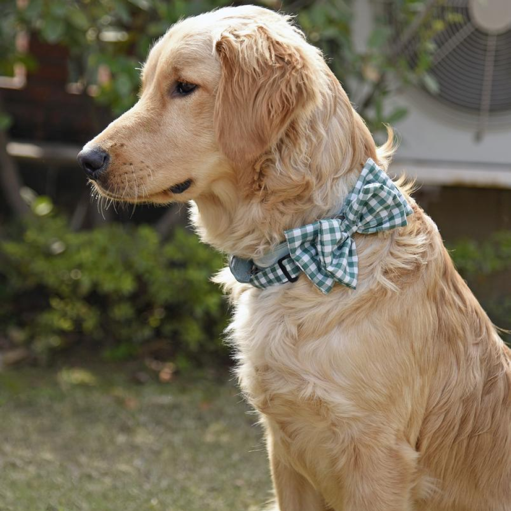 Mutt of Course Checkmate Green Bow Tie For Dogs