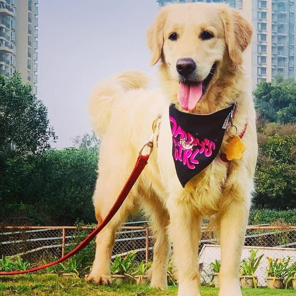 Lana Paws Daddys Girl Adjustable Dog Bandana/ Scarf