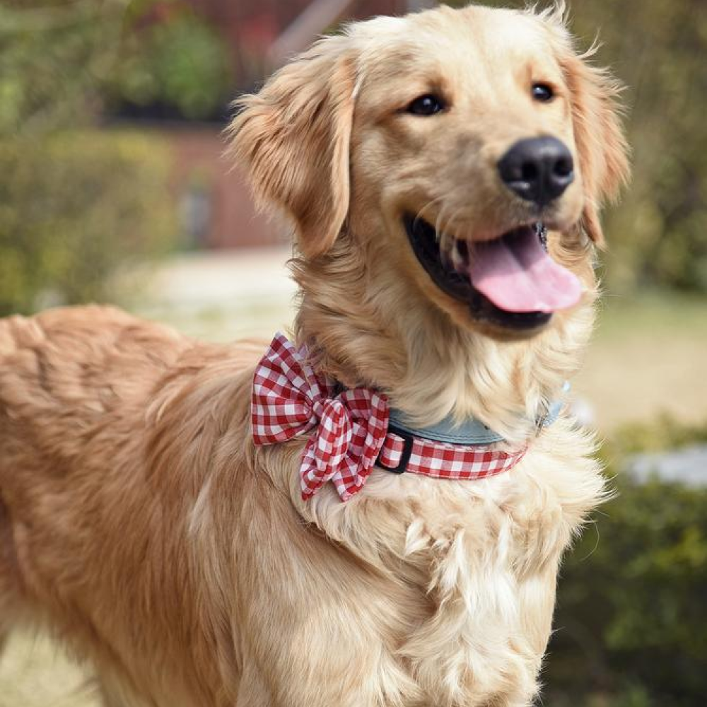 Mutt of Course Checkmate Red Bow Tie For Dogs